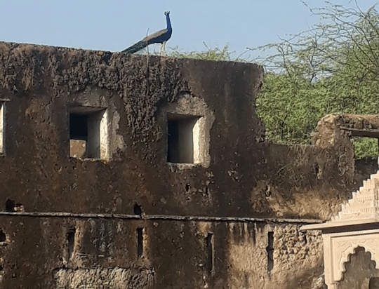 माधोराजपुरा का किला (madhorajpura fort) - वो किला जहां अमीरखाँ पिंडारी की बेगम को कैद मे रखा