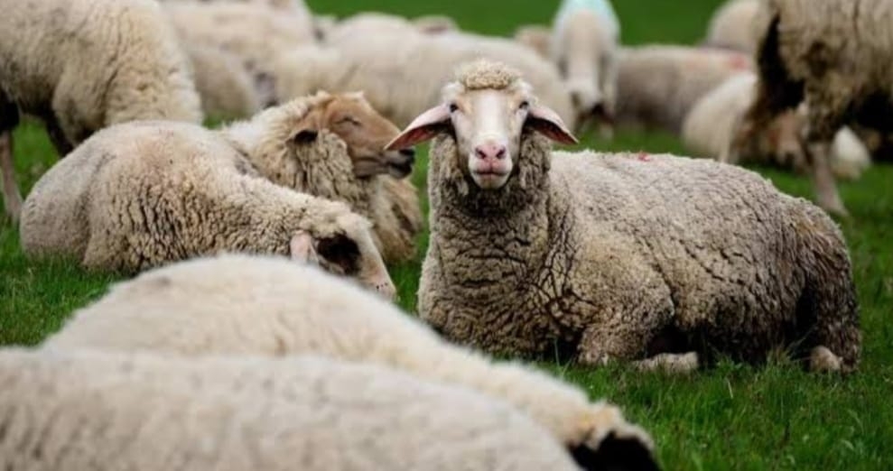 यूपी में 175 भेड़ों की मौत