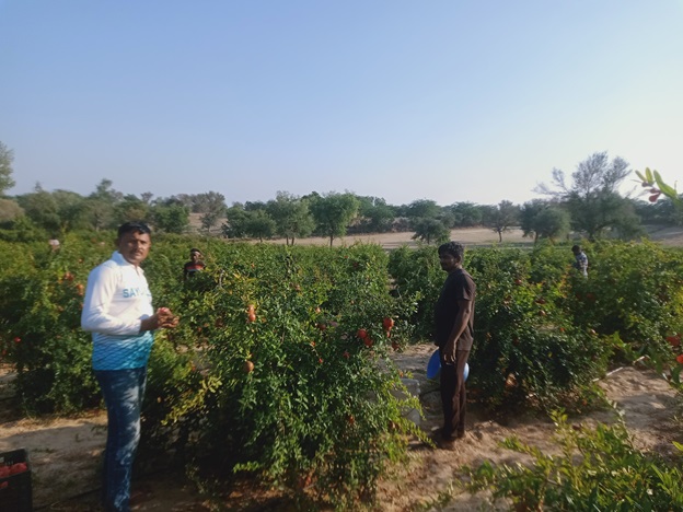 क्षेत्र के कालान सराय में एक खेत में लगे अनार के पौधों से फल उतारते हुए बाहरी श्रमिक व  किसान परिवार